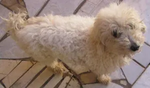 Cachorro raça Poodle idade 6 ou mais anos nome Pituxa