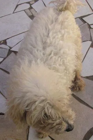 Cachorro ra a Poodle idade 6 ou mais anos nome Pituxa