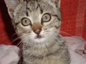 Gato raça srd idade Abaixo de 2 meses nome Sem nome - 778