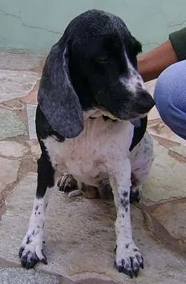 Cachorro raça SRD idade 6 ou mais anos nome Procuro meu Dono 1