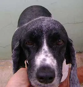 Cachorro ra a SRD idade 6 ou mais anos nome Procuro meu Dono 1