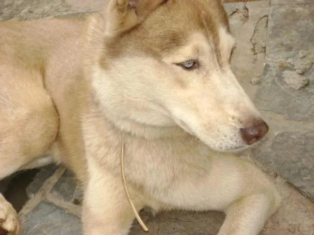 Cachorro ra a Rusky Siberiano idade 2 anos nome ECONTRADO Procura o