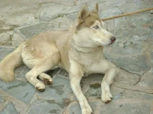 Cachorro raça Rusky Siberiano idade 2 anos nome ECONTRADO Procura o