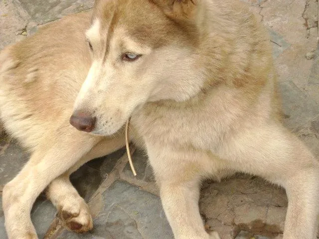 Cachorro ra a Rusky Siberiano idade 2 anos nome ECONTRADO Procura o