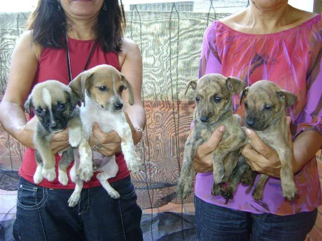 Cachorro ra a SRD idade 2 a 6 meses nome PARA ADOÇÃO 3/7/09