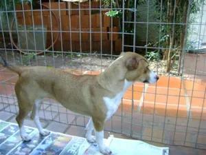 Cachorro raça SRD idade 2 a 6 meses nome PARA ADOÇÃO 3/7/09