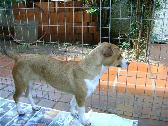 Cachorro ra a SRD idade 2 a 6 meses nome PARA ADOÇÃO 3/7/09