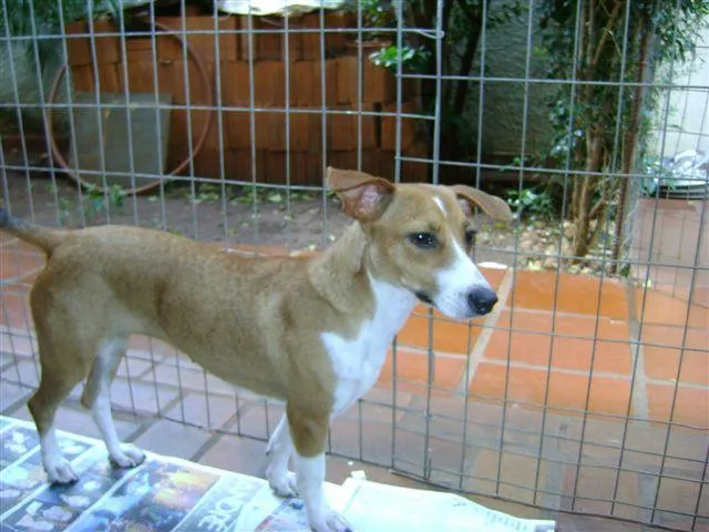 Cachorro ra a SRD idade 2 a 6 meses nome PARA ADOÇÃO 3/7/09