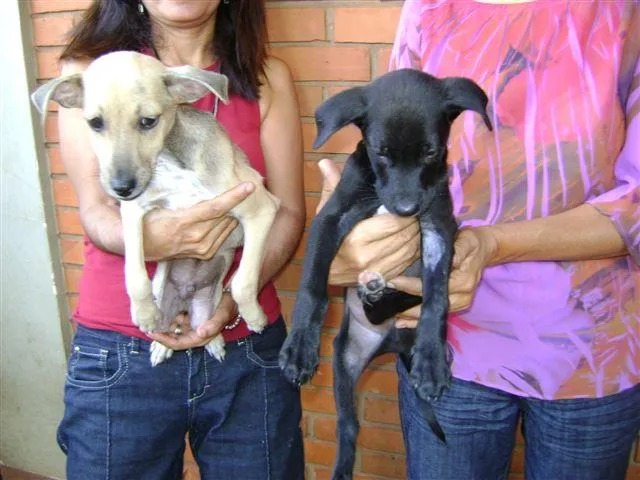 Cachorro ra a SRD idade 2 a 6 meses nome PARA ADOÇÃO 3/7/09