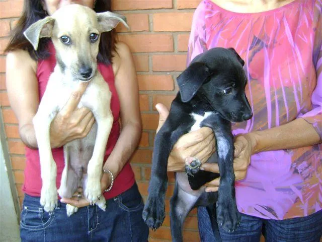 Cachorro ra a SRD idade 2 a 6 meses nome PARA ADOÇÃO 3/7/09