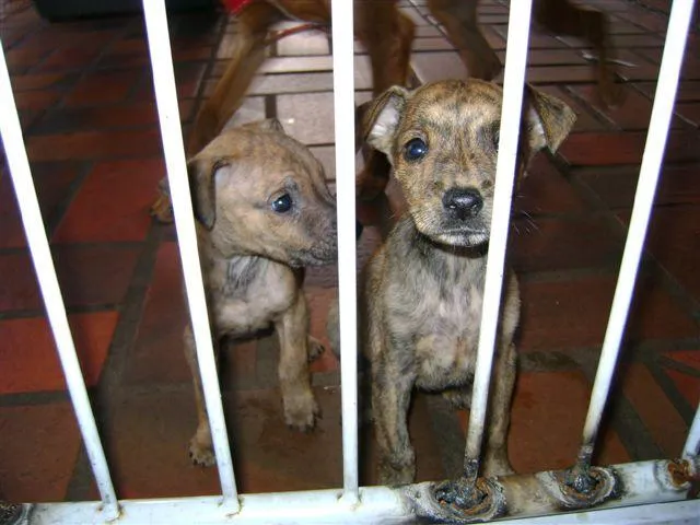 Cachorro ra a SRD idade 2 a 6 meses nome PARA ADOÇÃO 3/7/09