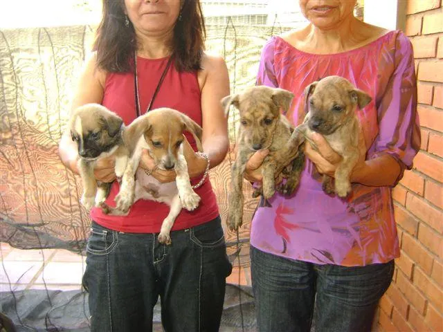 Cachorro ra a SRD idade 2 a 6 meses nome PARA ADOÇÃO 3/7/09