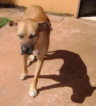 Cachorro ra a SRD idade 6 ou mais anos nome Cadela DESAPARECIDA