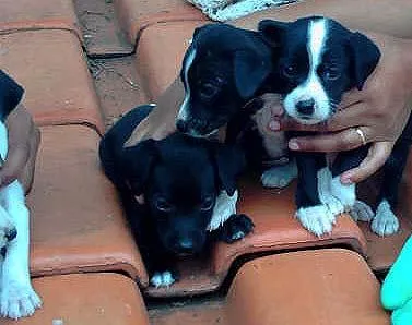 Cachorro ra a SRD idade Abaixo de 2 meses nome Novinhos Fofinhos