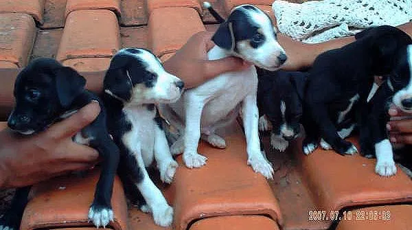 Cachorro ra a SRD idade Abaixo de 2 meses nome Novinhos Fofinhos