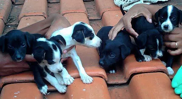 Cachorro ra a SRD idade Abaixo de 2 meses nome Novinhos Fofinhos