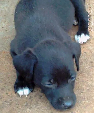 Cachorro ra a SRD idade Abaixo de 2 meses nome Novinhos Fofinhos