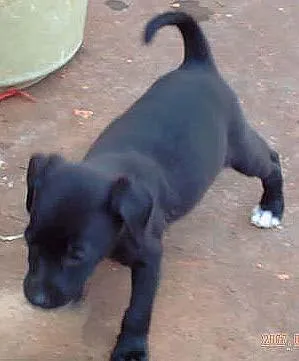 Cachorro ra a SRD idade Abaixo de 2 meses nome Novinhos Fofinhos