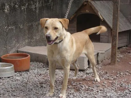 Cachorro ra a Vira lata idade 2 anos nome Piter