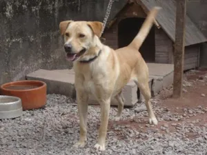 Cachorro raça Vira lata idade 2 anos nome Piter