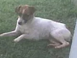 Cachorro raça SRD idade 1 ano nome Billy/Belinha c/CAS