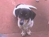 Cachorro ra a SRD idade 1 ano nome Billy/Belinha c/CAS