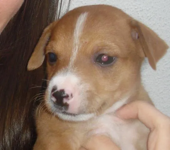 Cachorro ra a Vira-latas idade Abaixo de 2 meses nome Ninhada 9 SRD Gosta