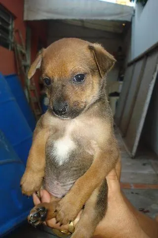 Cachorro ra a Vira-latas idade Abaixo de 2 meses nome Ninhada 9 SRD Gosta