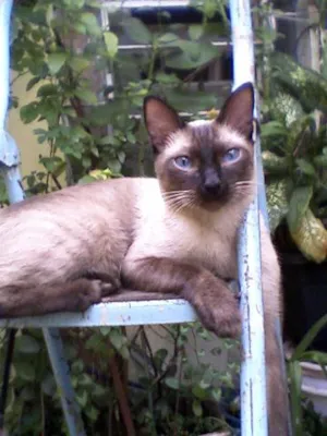 Gato raça Siames idade 2 anos nome Procura e Gratifica