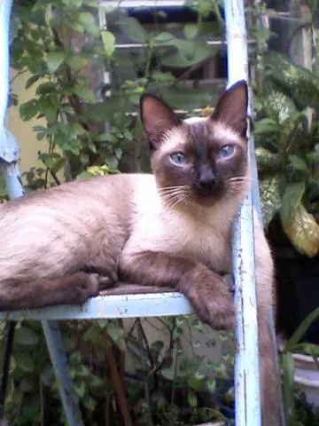 Gato ra a Siames idade 2 anos nome Procura e Gratifica