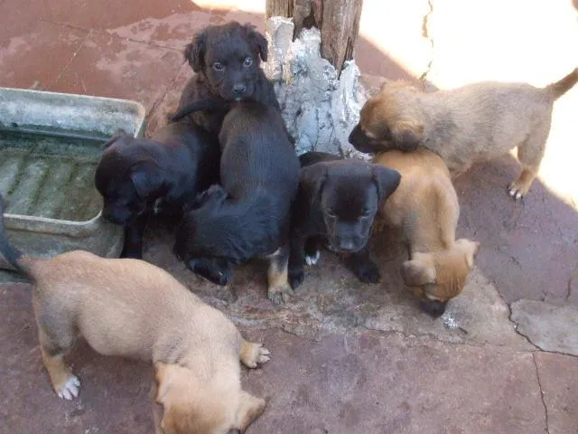 Cachorro ra a SRD idade  nome Fofos Filhotes e 1 