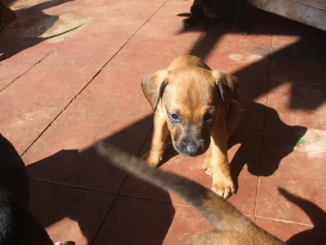 Cachorro ra a SRD idade  nome Fofos Filhotes e 1 