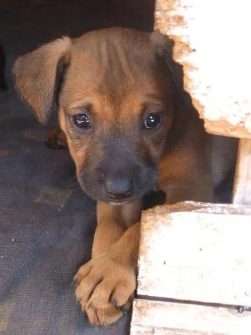 Cachorro ra a SRD idade  nome Fofos Filhotes e 1 