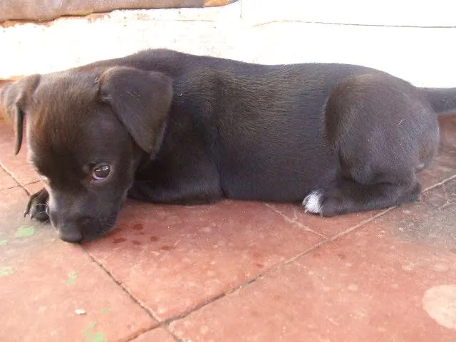 Cachorro ra a SRD idade  nome Fofos Filhotes e 1 