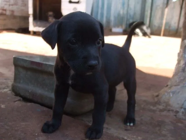 Cachorro ra a SRD idade  nome Fofos Filhotes e 1 