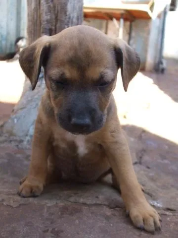 Cachorro ra a SRD idade  nome Fofos Filhotes e 1 