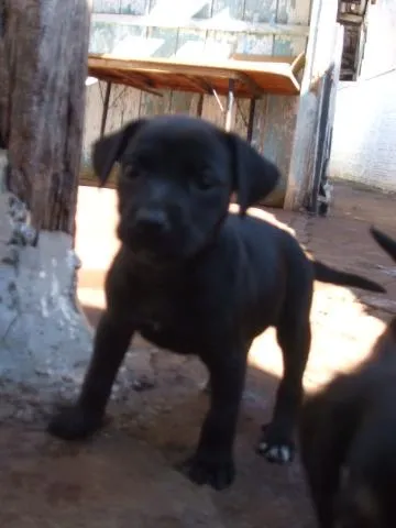 Cachorro ra a SRD idade  nome Fofos Filhotes e 1 