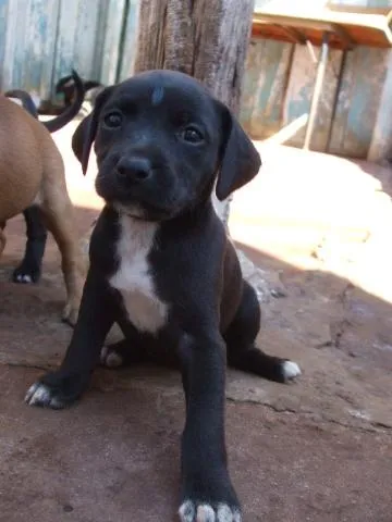 Cachorro ra a SRD idade  nome Fofos Filhotes e 1 