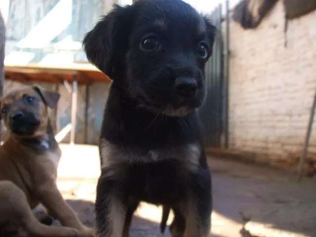 Cachorro ra a SRD idade  nome Fofos Filhotes e 1 