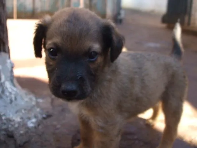 Cachorro ra a SRD idade  nome Fofos Filhotes e 1 