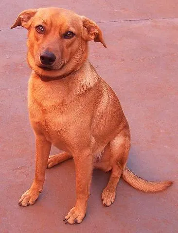 Cachorro ra a SRD idade 7 a 11 meses nome Scoot