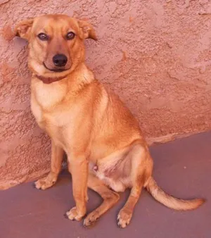 Cachorro raça SRD idade 7 a 11 meses nome Scoot