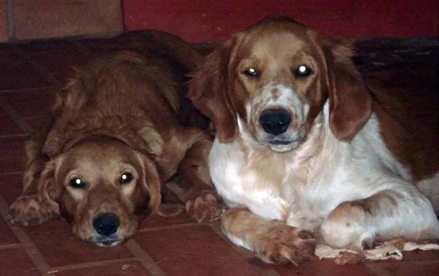 Cachorro ra a Diversas idade 2 anos nome PROCURA Fugidos