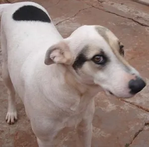 Cachorro raça Diversas idade 2 anos nome PROCURA Fugidos