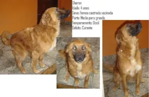 Cachorro raça Vira lata idade 2 anos nome Sherom