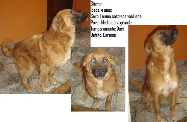 Cachorro ra a Vira lata idade 2 anos nome Sherom