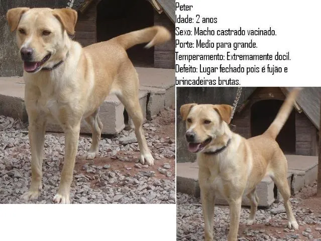 Cachorro ra a Vira lata idade 2 anos nome Piter