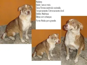 Cachorro raça Vira lata idade 1 ano nome Madona