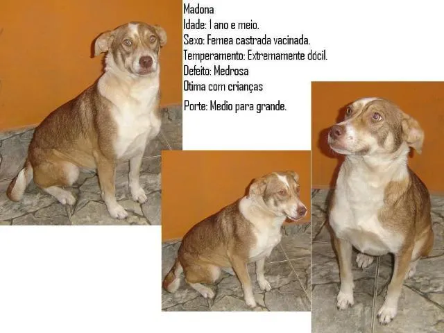 Cachorro ra a Vira lata idade 1 ano nome Madona