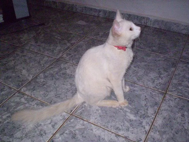 Gato ra a SRD idade 2 anos nome Recompenso $700